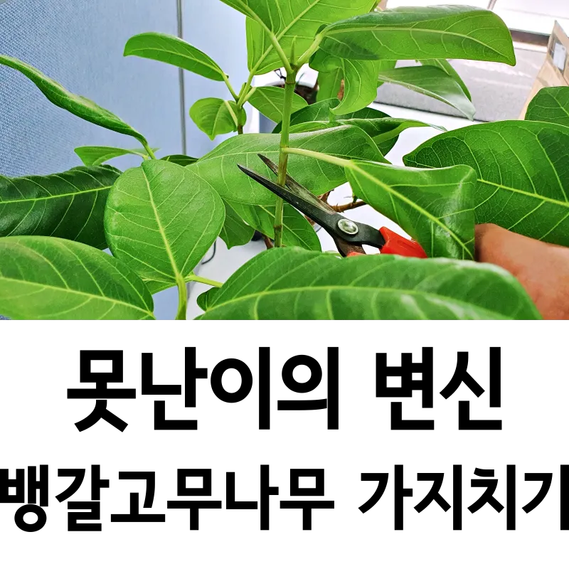 가지치기 요령 도구소독 새순유도 수형잡기 건강하게 키우기_5