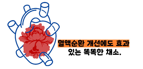 당근 효능 부작용