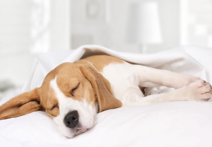 누워있는 강아지