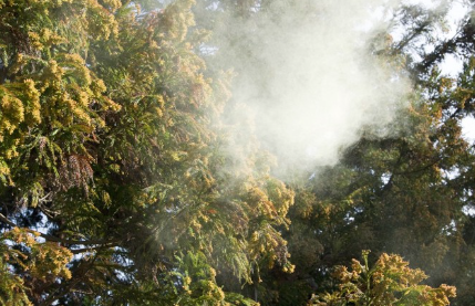 꽃가루 날리기.