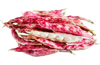 호랑이콩 효능 및 영양성분&amp;#44; 가격