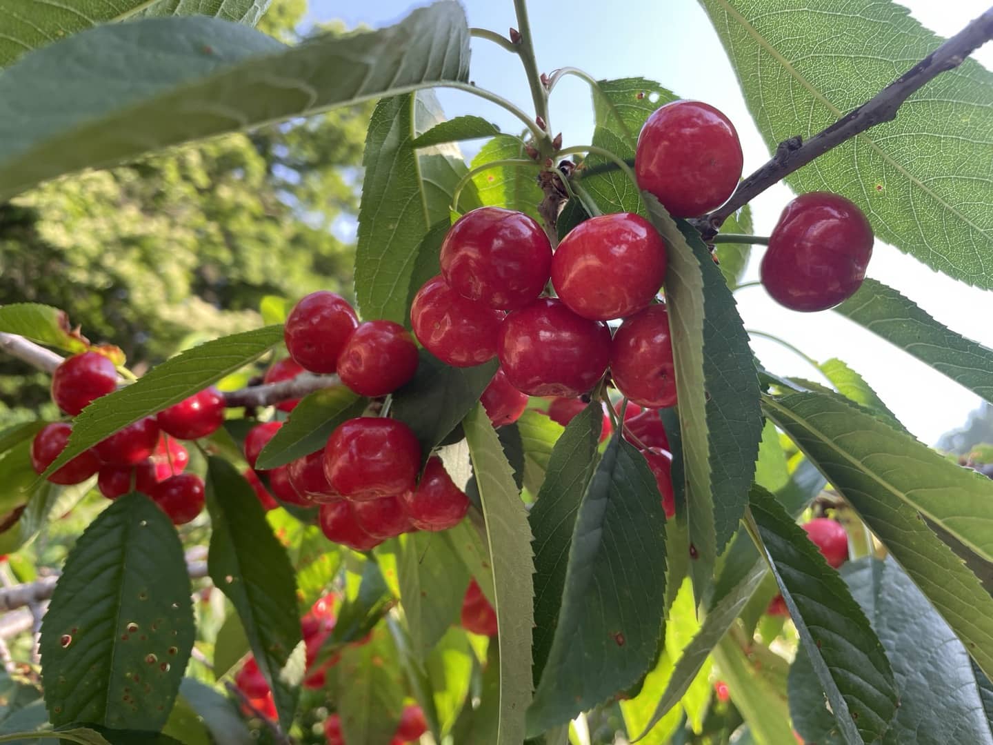 농장에서 수확전 체리