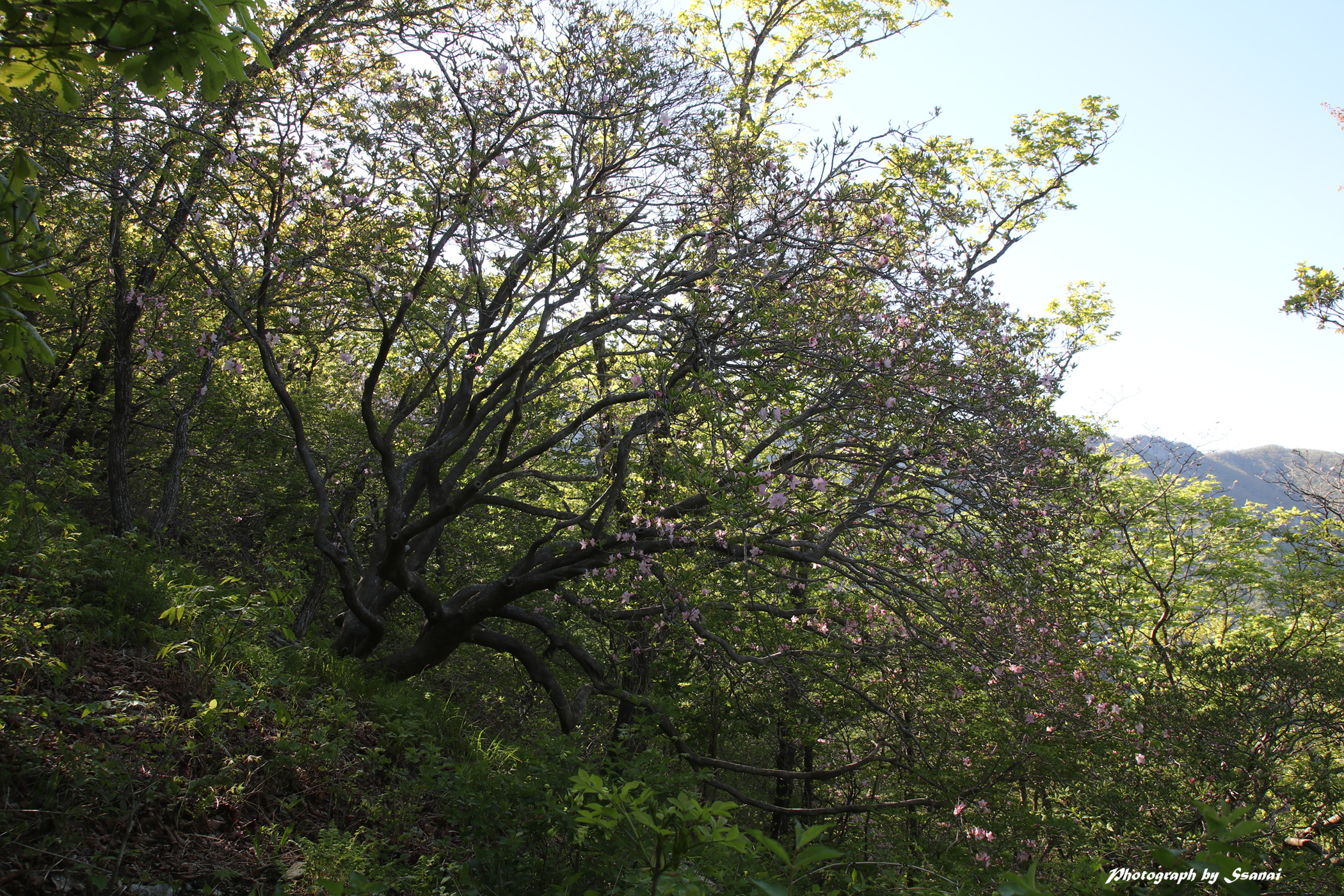 천년철쭉