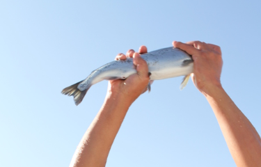 산천어축제 송어축제 잘잡는 방법