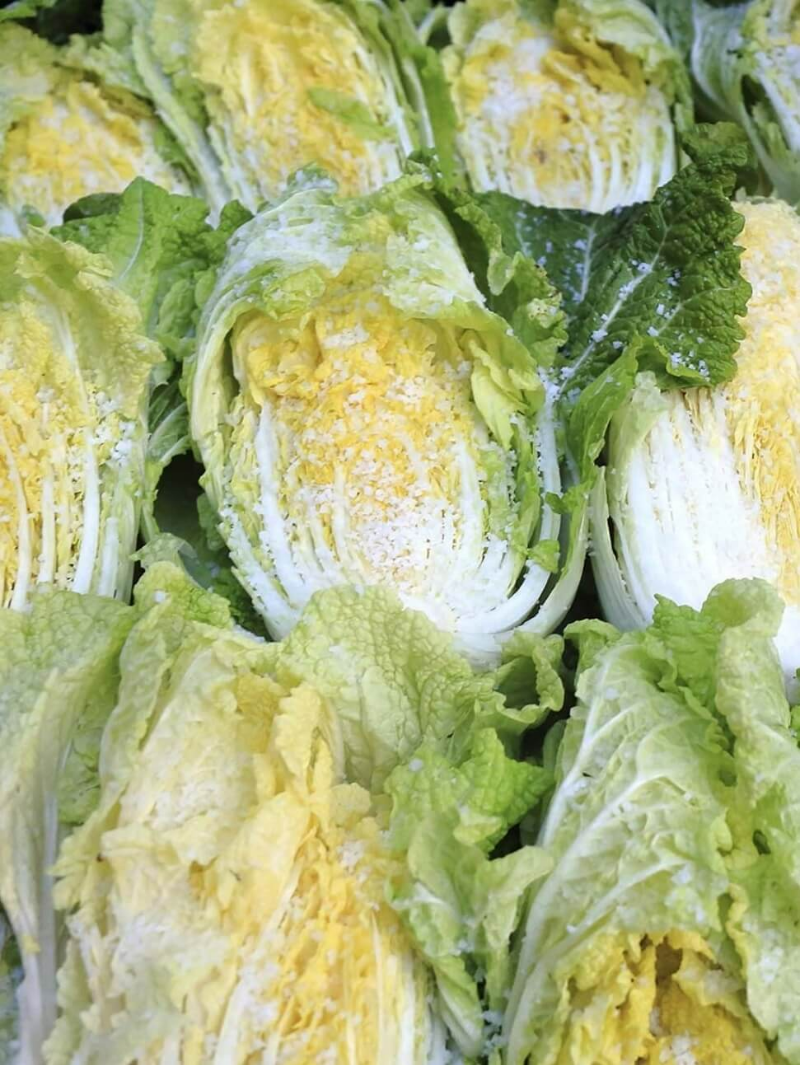 소금에-절여지고-있는-배추