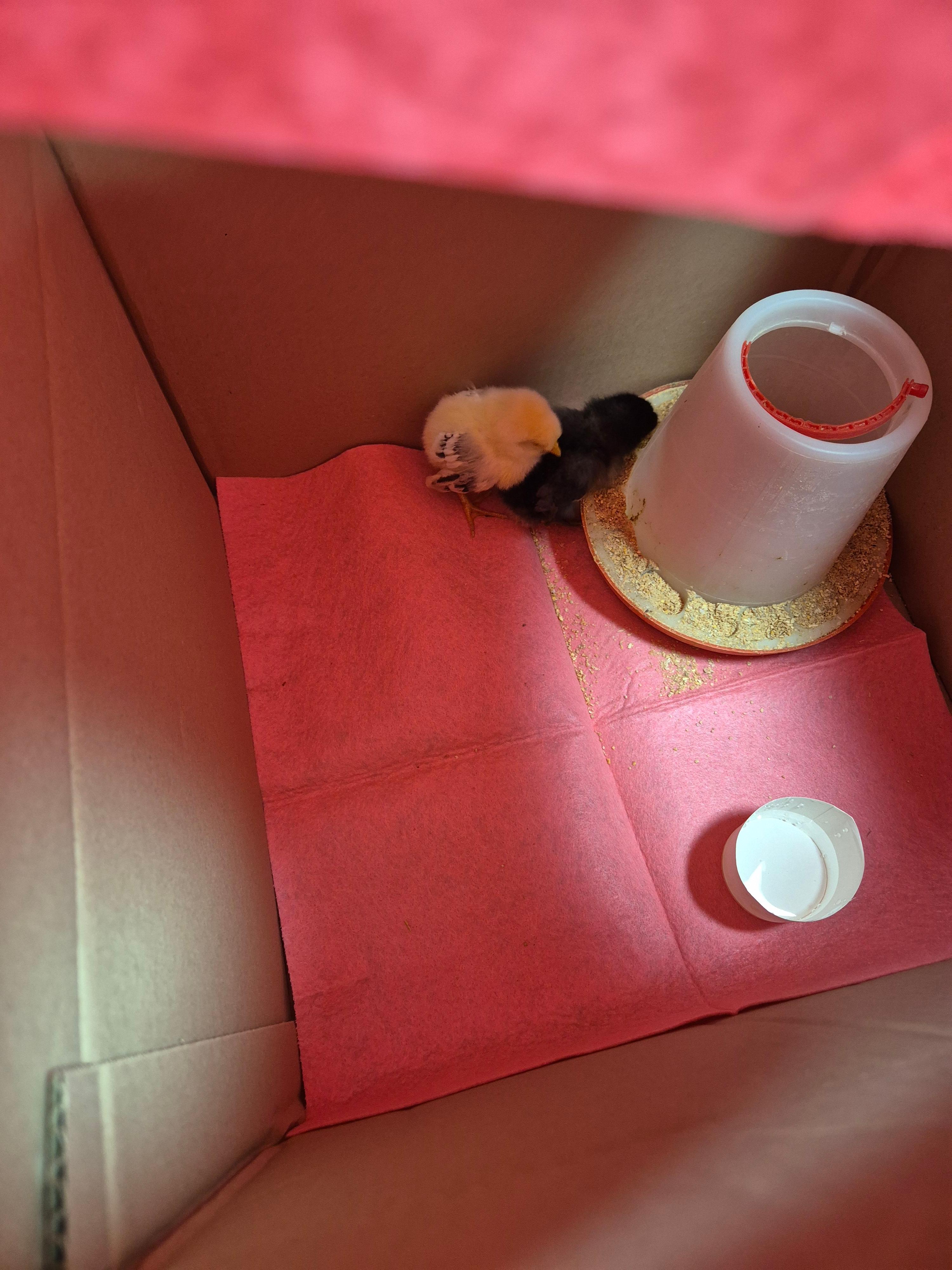 우리집에 처음 온 병아리 모습