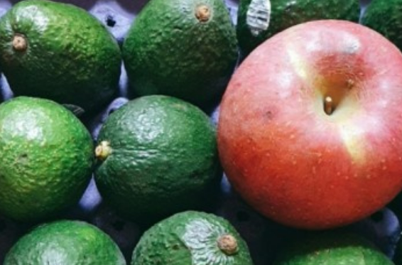 아보카도 손질법