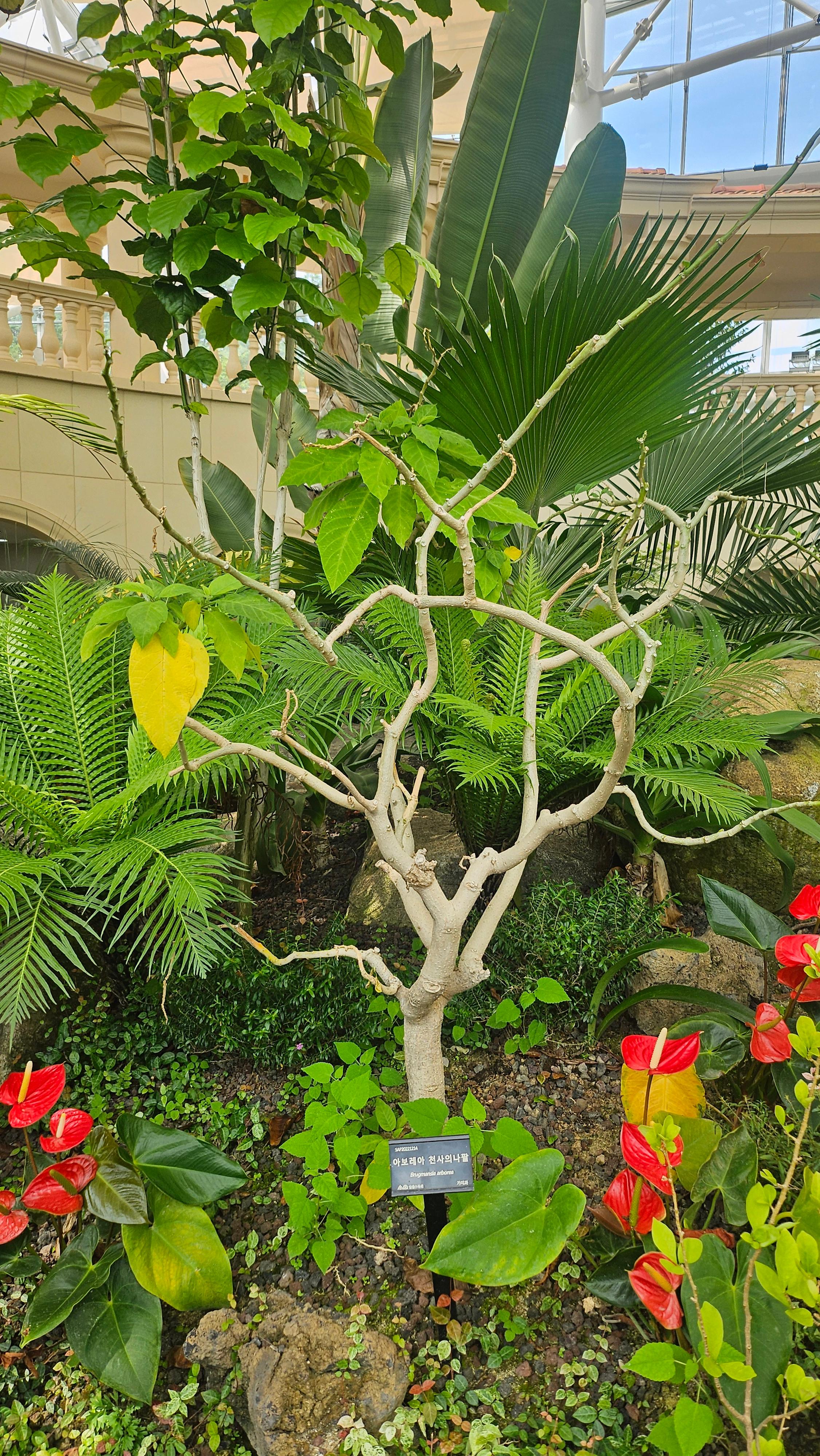 아보레아 천사의 나팔