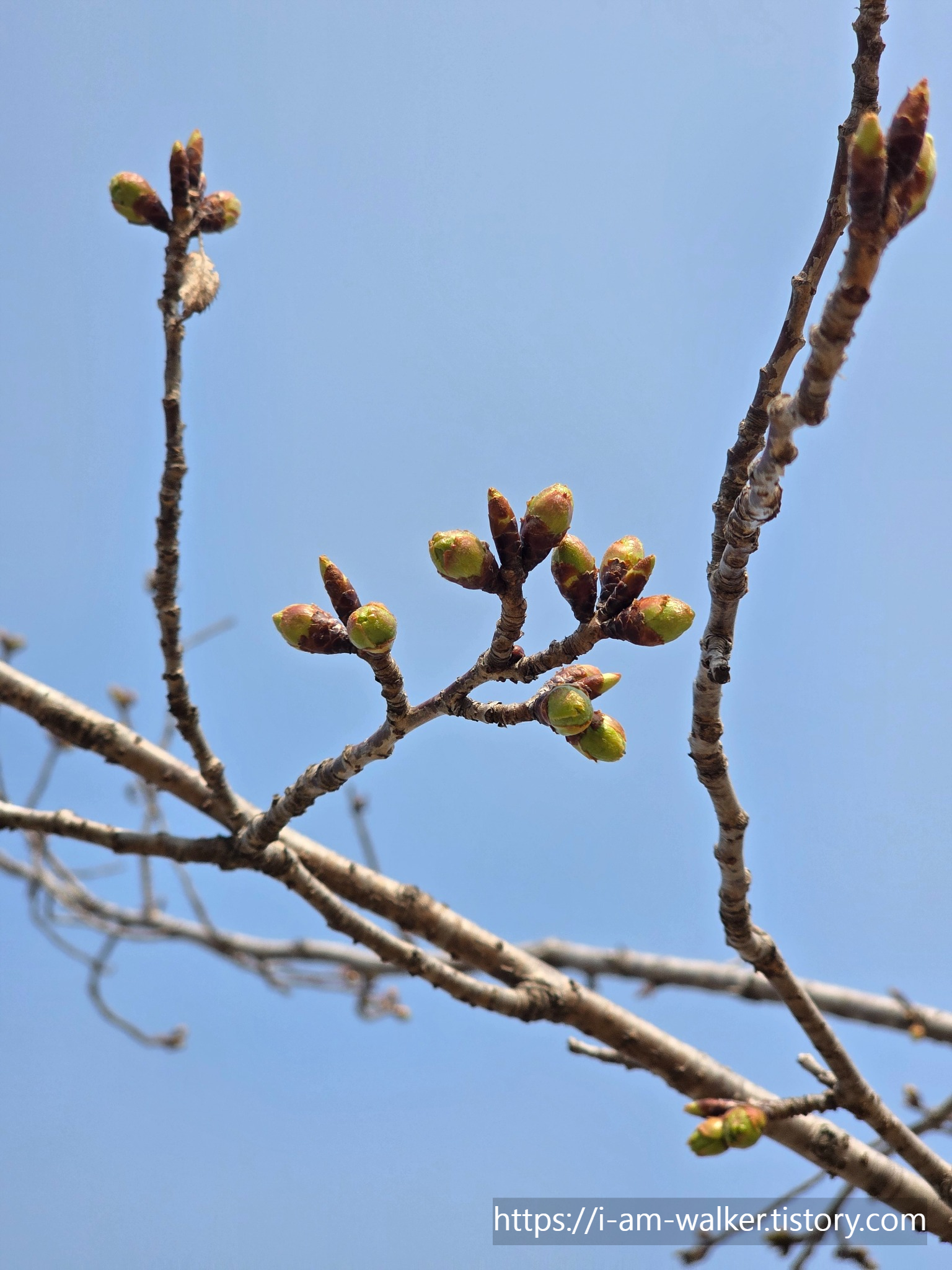 서울대공원 벚꽃 개화상태
