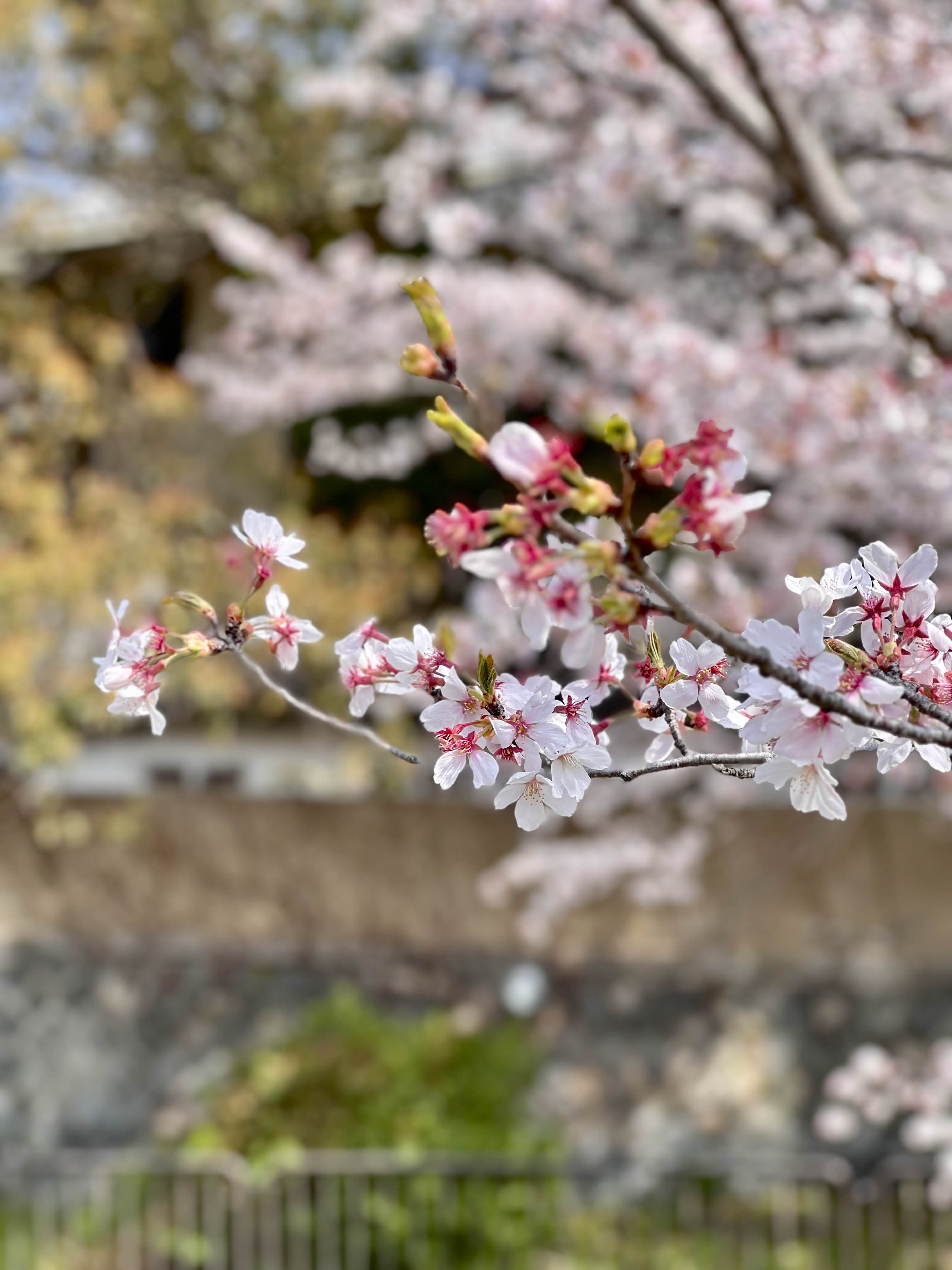 2023년 교토 벚꽃 만개