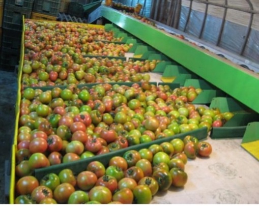 6시내고향-부산-대저토마토