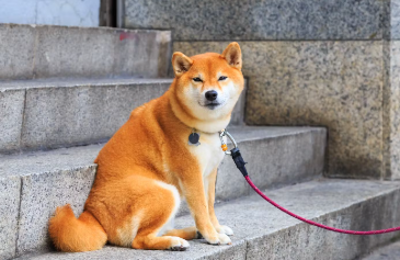 산책중인 강아지