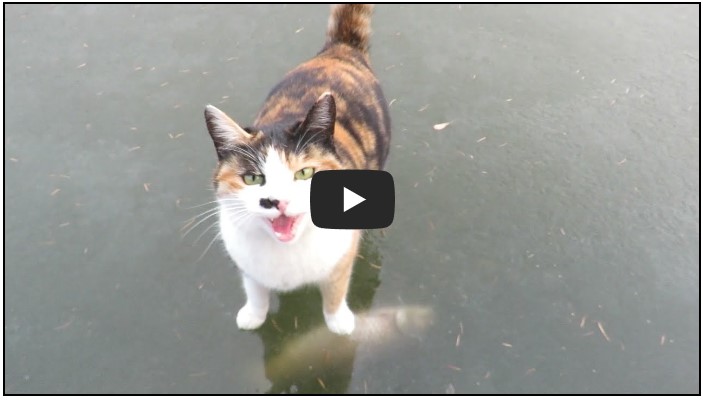 고양이 유튜버 순위 TOP 10 7