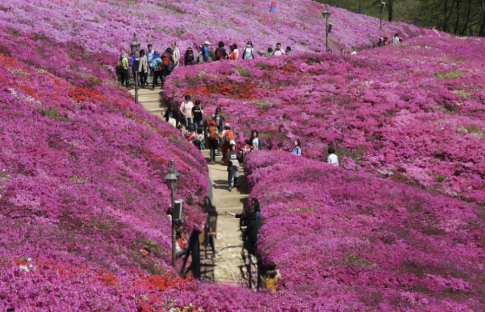 2025년 군포철쭉축제