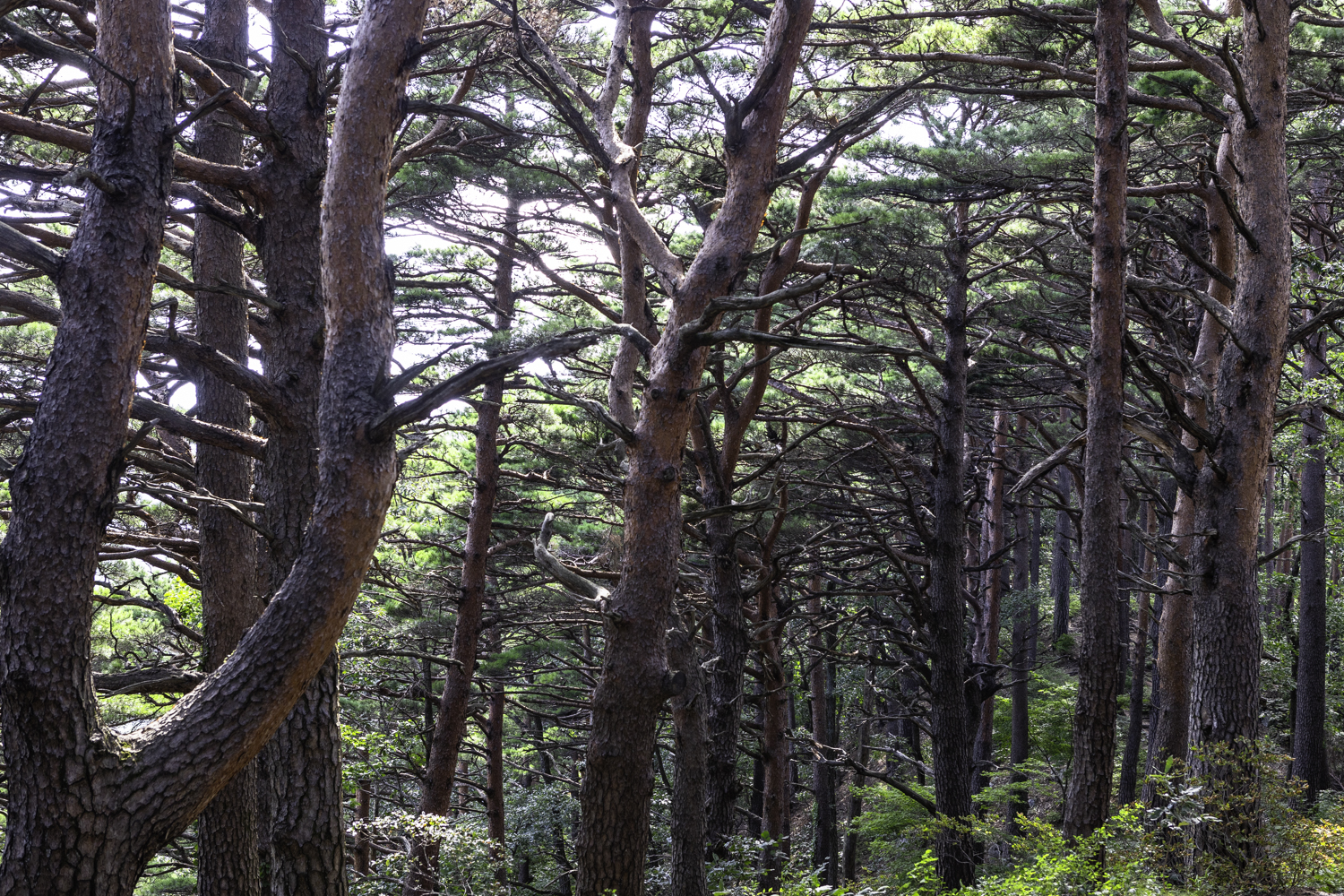 대관령소나무길