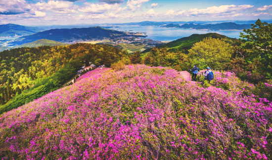남해 망운산 철쭉