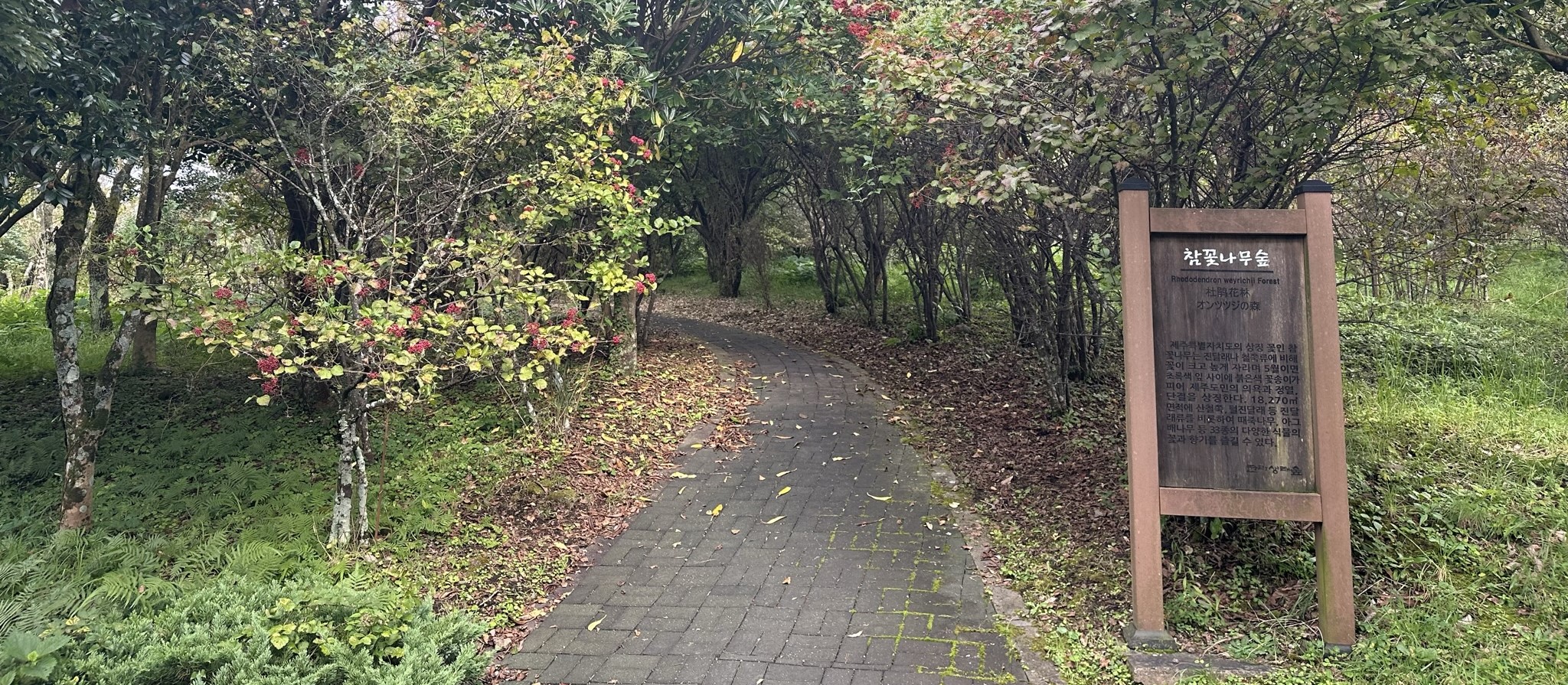 한라생태숲 산책로