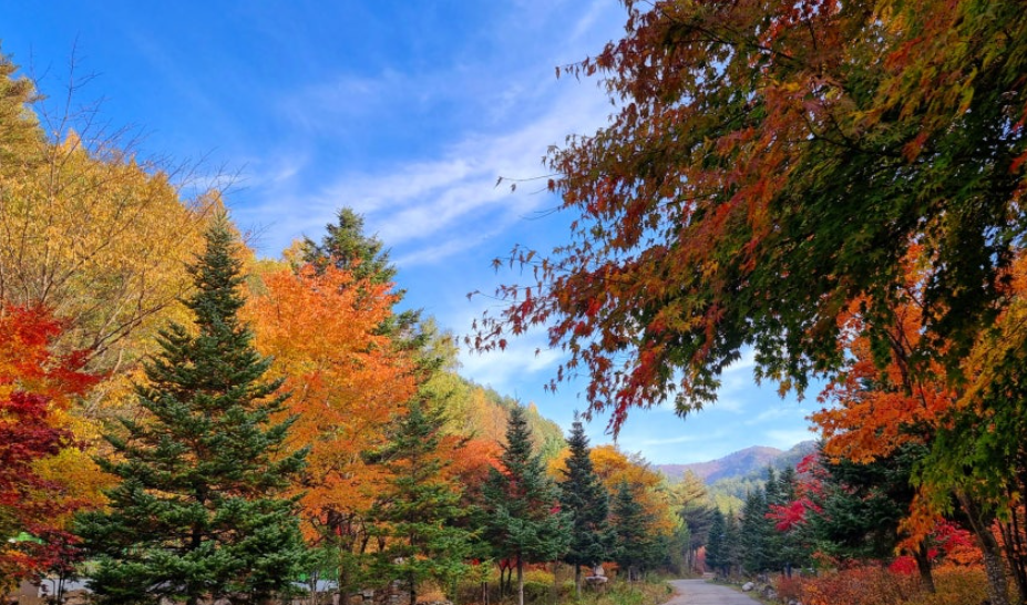 고원자연휴양림 단풍