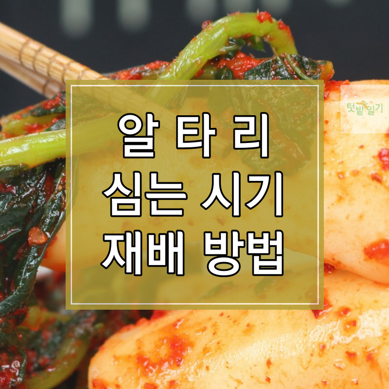 알타리 심는 시기 및 재배방법 알아보기 썸네일