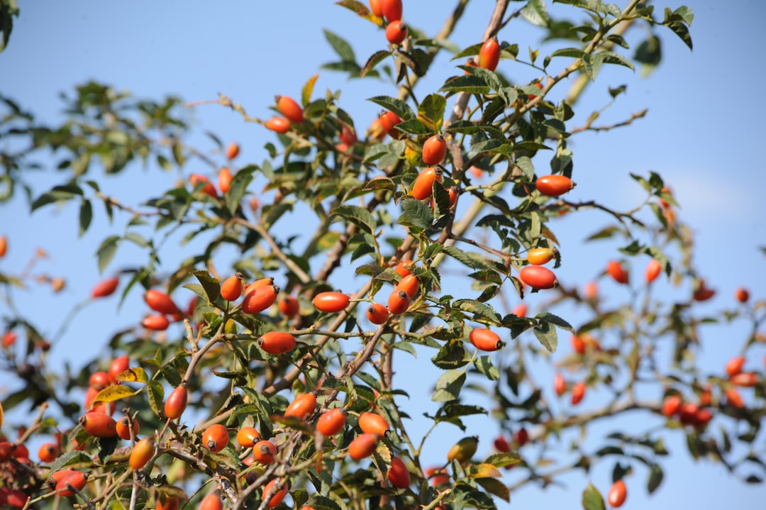 Goji berry