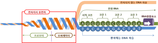 유전자 발현 조절