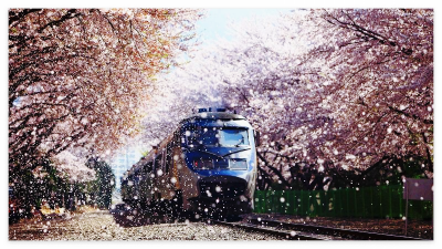 흩날리는 벚꽃 비를 맞으며 진해 경화역 벚꽃 철길을 천천히 달리고 있는 기차