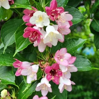 병꽃 무늬병꽃 삼색병꽃 붉은병꽃 아름다운 꽃 종류_9