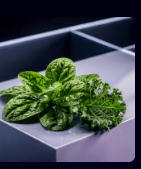 임신 초기 증상과 좋은 음식