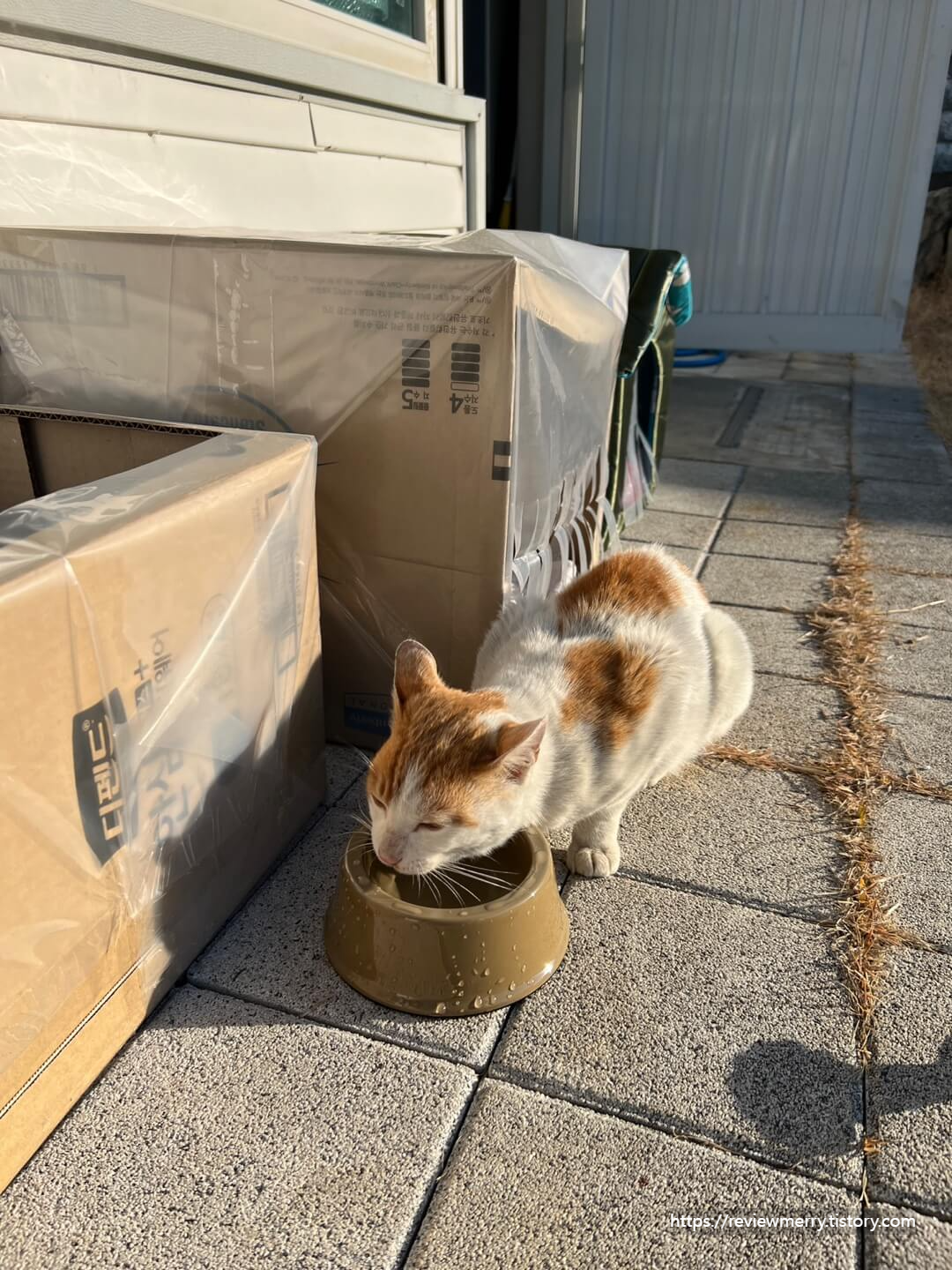 길에서 밥 먹는 겨울이 사진