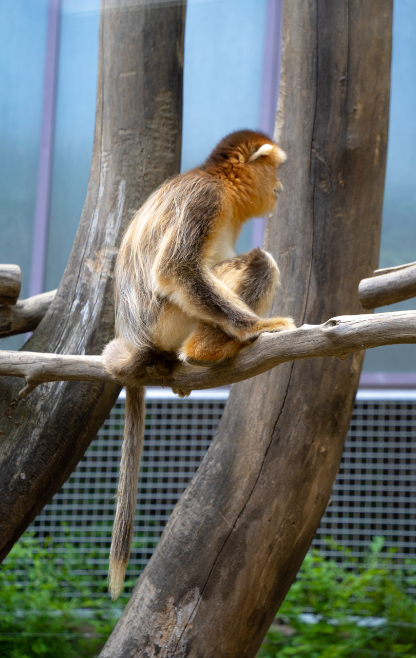 에버랜드 판다월드 황금원숭이