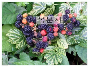 복분자 산딸기 차이점 생김새 영양소 비교 정리_19