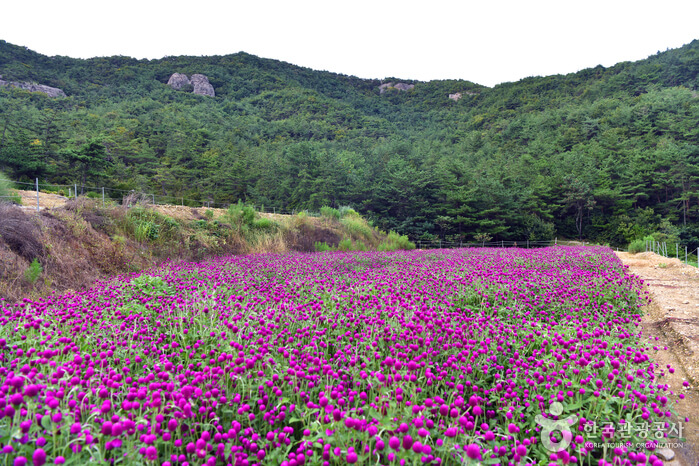 가을 축제 가볼만한 곳 