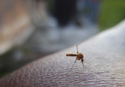 초등학생 사용가능한 모기 기피제 관련 사진