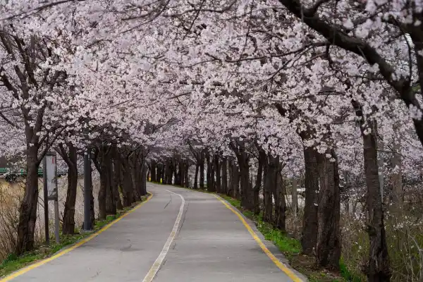 창원과 진해군항제 탐방 및 지역가이드