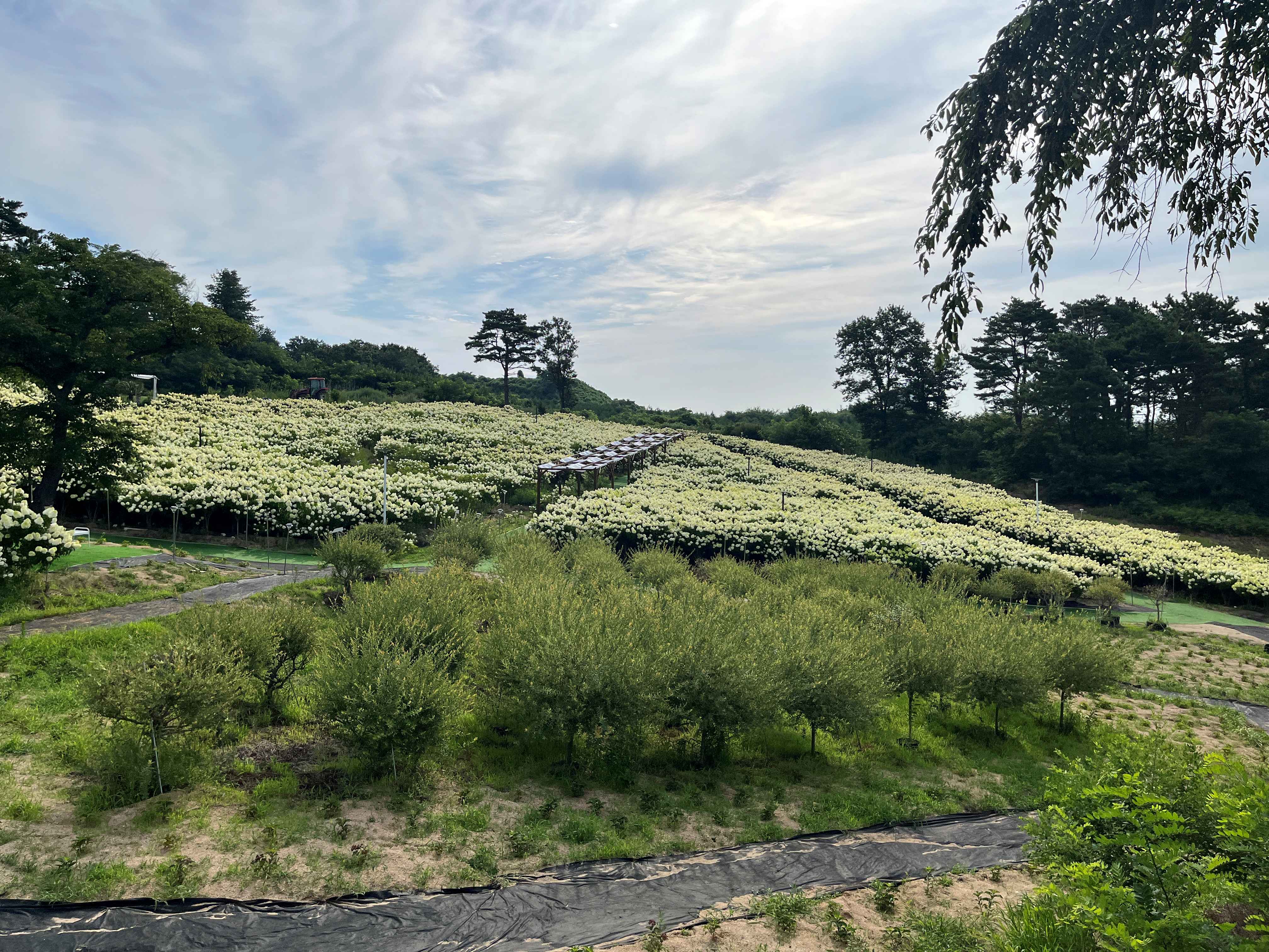 속초 영랑호 수국축제 속초수목농원