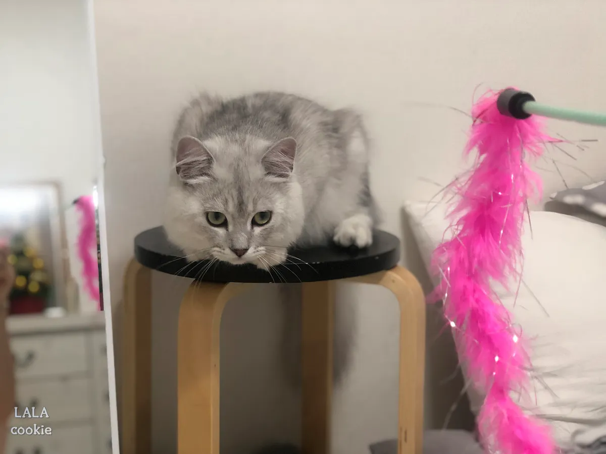 고양이-깨물-때-대처방법-고양이-장난감