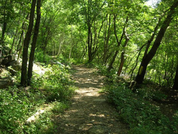 가리왕산의-울창한-숲