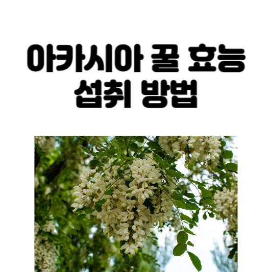 아카시아 꿀 효능 및 섭취 방법