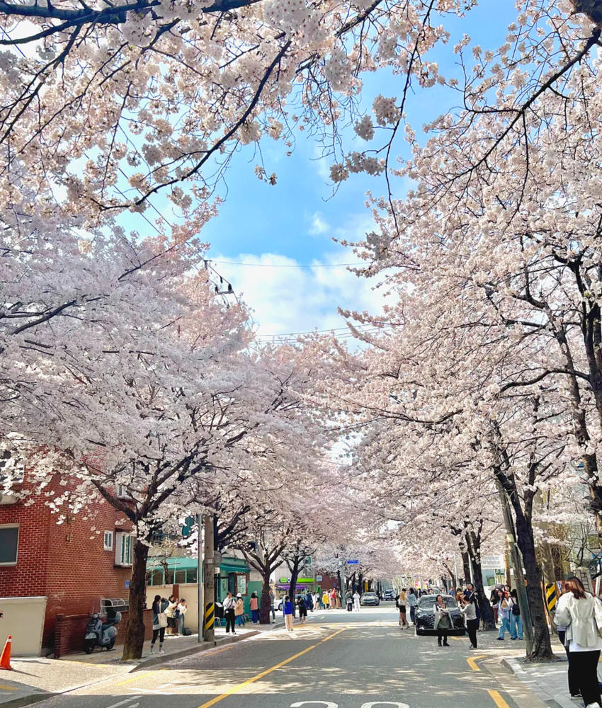 망원동 숨겨진 벚꽃 명소1-1
