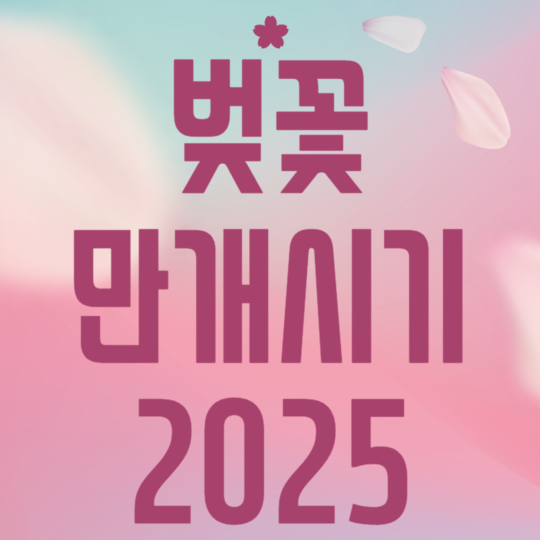 벚꽃 만개시기