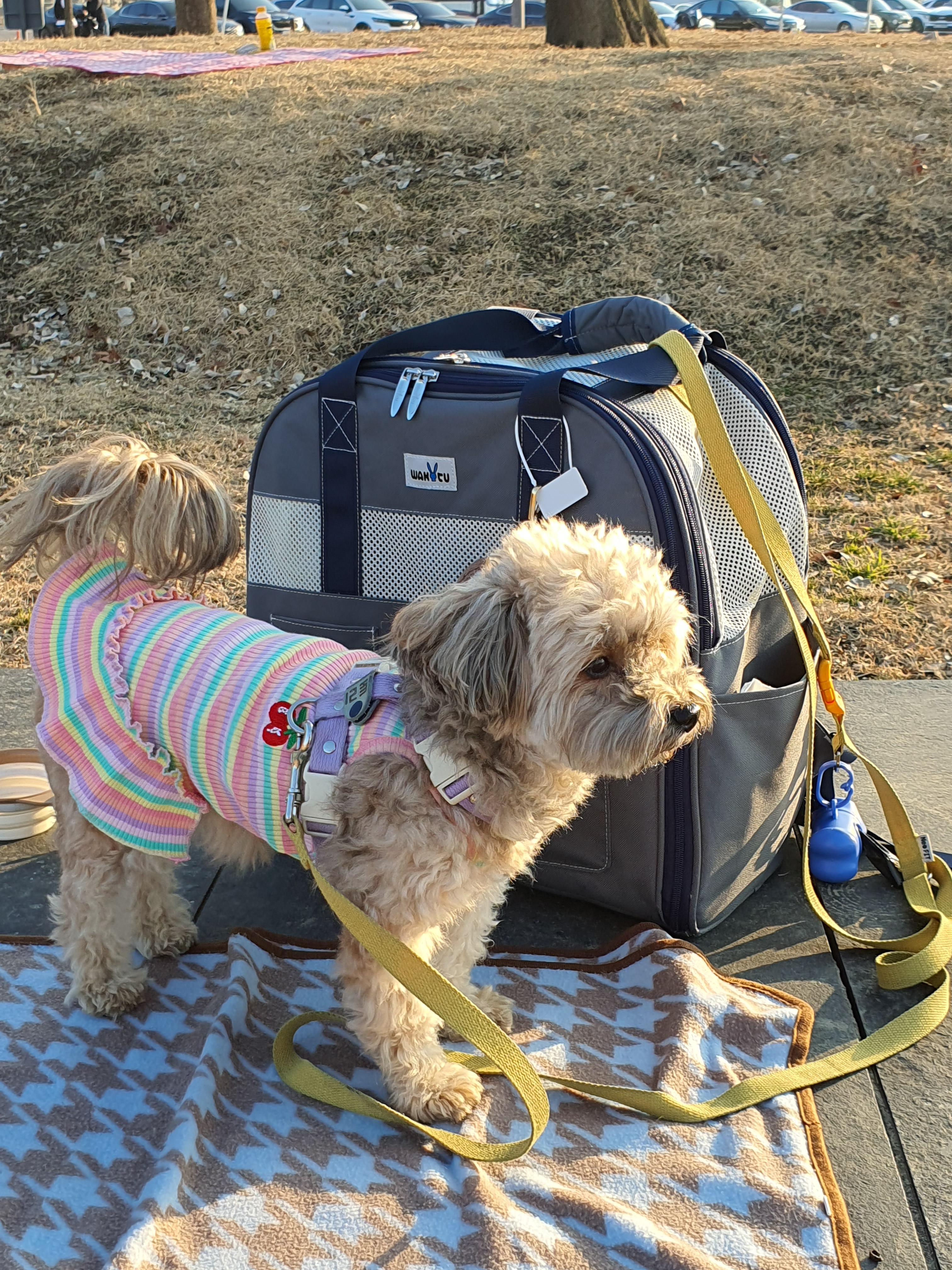 한강 나들이 간 강아지