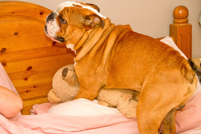 개가 물건에 대해 마운팅하는 이유.