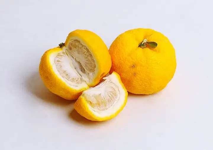 6시내고향 전남 고흥 유자 파는 곳 전국 택배 온라인 전화 주문 추천