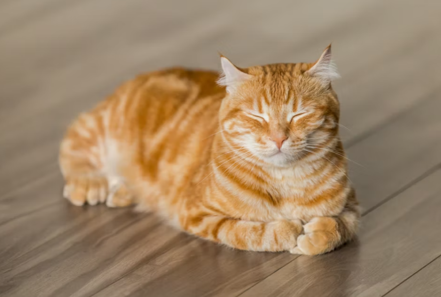 고양이 산책