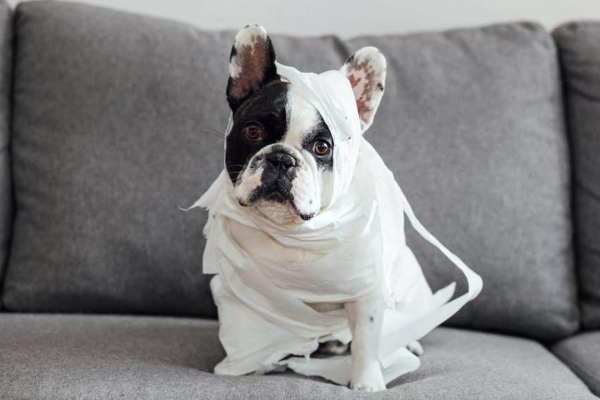 강아지 배변 훈련 시기