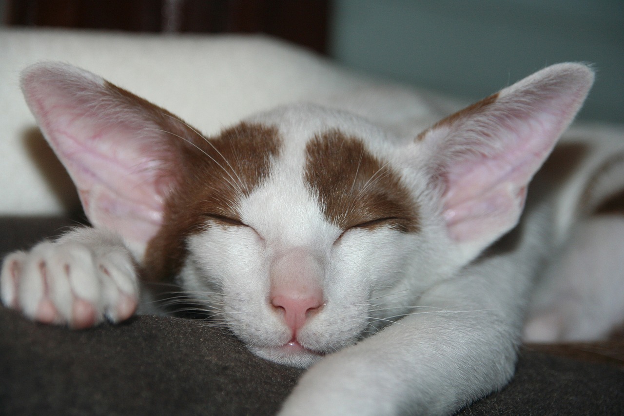 오리엔탈 숏헤어(Oriental Shorthair)2