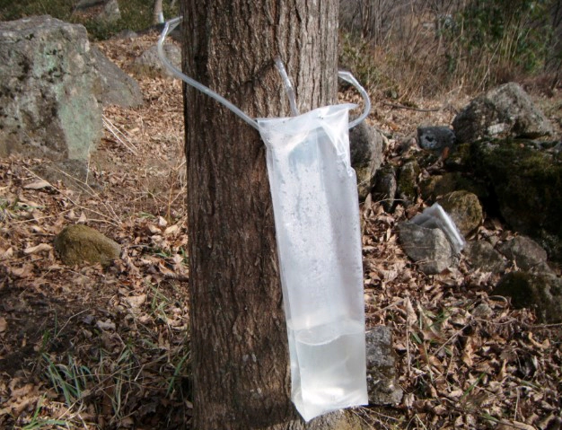 고로쇠물 먹는방법 권장섭취량 