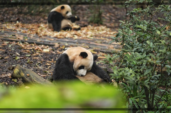 지구가 아파요. 6 귀여움의 아이콘 판다 생존 위기