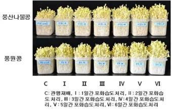 콩나물 재배 콩 불리기 온도 유지 깨끗한 세척_2