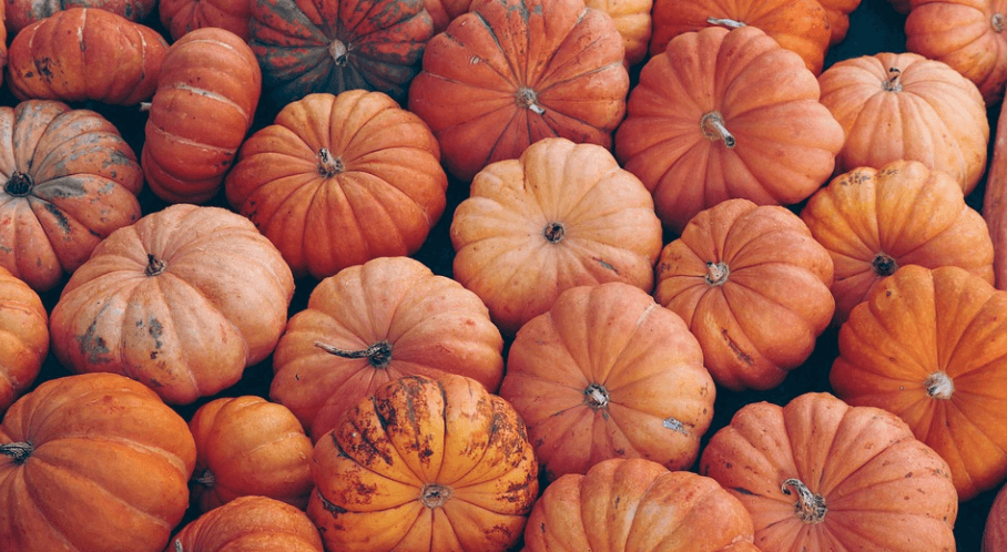 늙은호박 사진 - 12